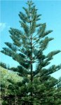 Araucaria Columnaris