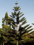 Araucaria de Norfolk en Ocean&iacute;a, o Araucaria heterophilla