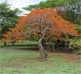 &Aacute;rbol del Fuego Australiano o Grevillea robusta