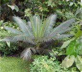 Cycas circinalis o Cica elegante o Cicas de hoja largas del Asia sudoriental