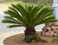 Cycas resoluta