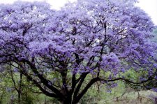 Jacaranda