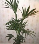 La Howea fosteriana o Kentia