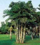 Palmera de cola de pescado