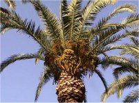 Palmera datilera