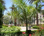 Palmera real australiana