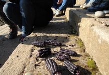 "Caz Caz", una acci&oacute;n colectiva como parte del Encuentro Independiente de Performance (E.P.I.) Internacional, Mulchen, Chile. Foto de Jorge Restrepo, 2013