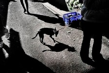 Fotograf&iacute;a de Alfons Rodr&iacute;guez