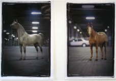 C&eacute;sar L&oacute;pez. 'De la serie Manadas'