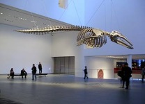 Gabriel Orozco. "Mobile Matrix" grafito sobre esqueleto de ballena. 2006