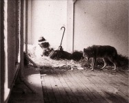 Joseph Beuys, cuando desarroll&oacute; su acci&oacute;n I likes America and America likes me, durante tres d&iacute;as de 1974, en la galer&iacute;a Ren&eacute; Block de Nueva York