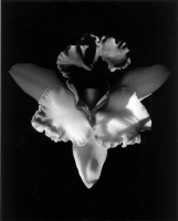 &copy; Robert Mapplethorpe Foundation. Reproducido con permiso.