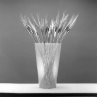 &copy; Robert Mapplethorpe Foundation. Reproducido con permiso.