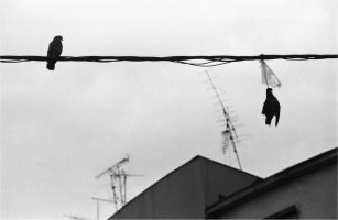 Boogie, de la serie Belgrado, S/T. &copy;