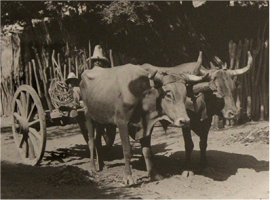 Tina Modotti 1926 "Yunta"