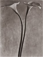 Tina Modotti 1924 "Alcatraces"