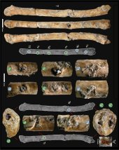 Flautas fabricadas con huesos de aves.CNRS / Laurent Davin
