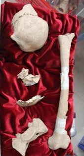 Los posibles restos de Caravaggio presentados al p&uacute;blico.