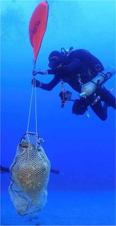 Arque&oacute;logos submarinos griegos extrayendo las vasijas encontradas. 